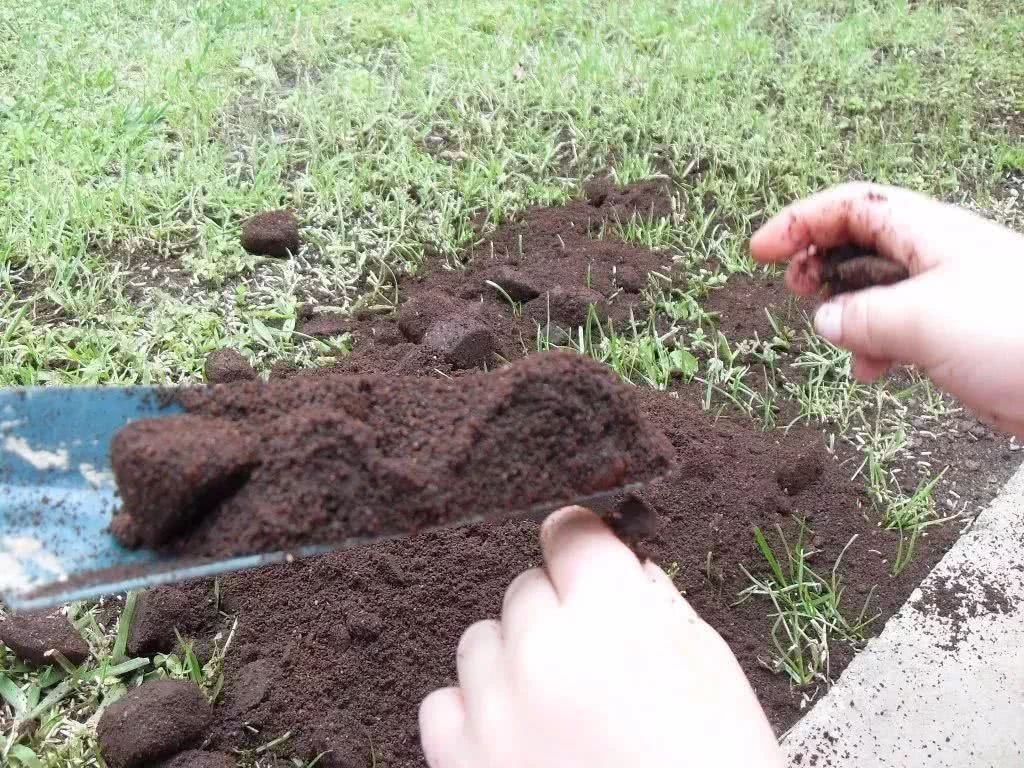 咖啡渣的6种园艺作用 生活肥料变成养花的好东西