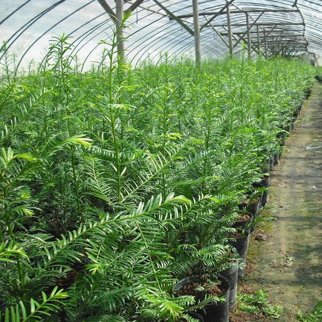 南方红豆杉育苗及大苗繁育管理技术