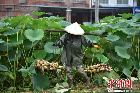 广西万亩莲藕开采远销东盟国家