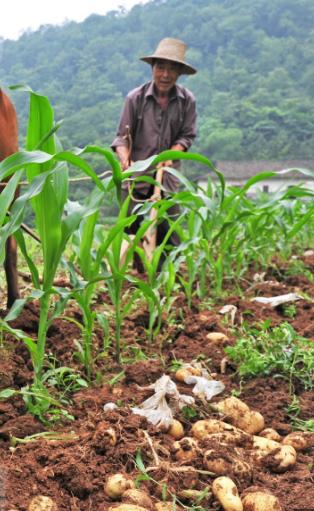 山东菏泽农民致富路—玉米套种土豆