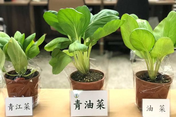 幼嫩多汁还带劲！农改场研发青油菜，结合青江、油菜双优点，七月开种