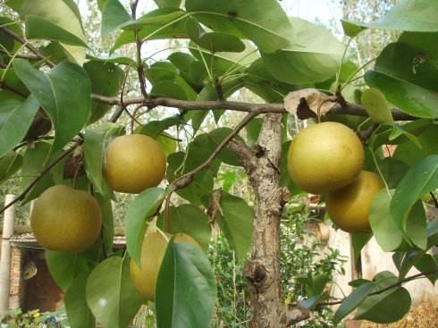 种植果树：施肥很困难？效果不明显？其实把握住这一点就可以了！