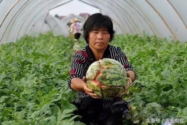 老瓜农多年种植经验告诉你：瓜农口中常说的爆炸西瓜，这五种原因最容易导致西瓜采收前“爆炸“