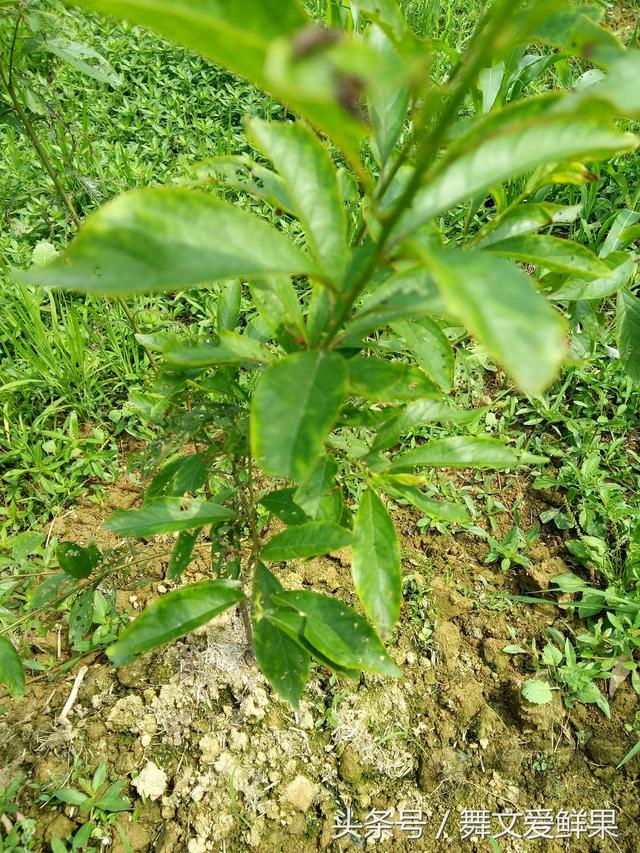 种植李子树创业，必须要注意的一些问题