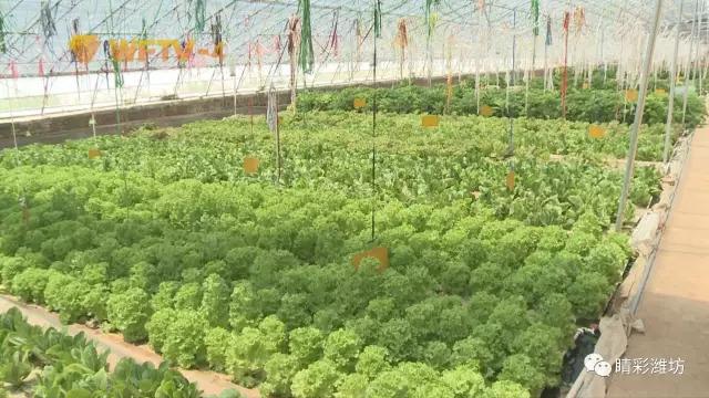 无土栽培新技术农民增收新亮点