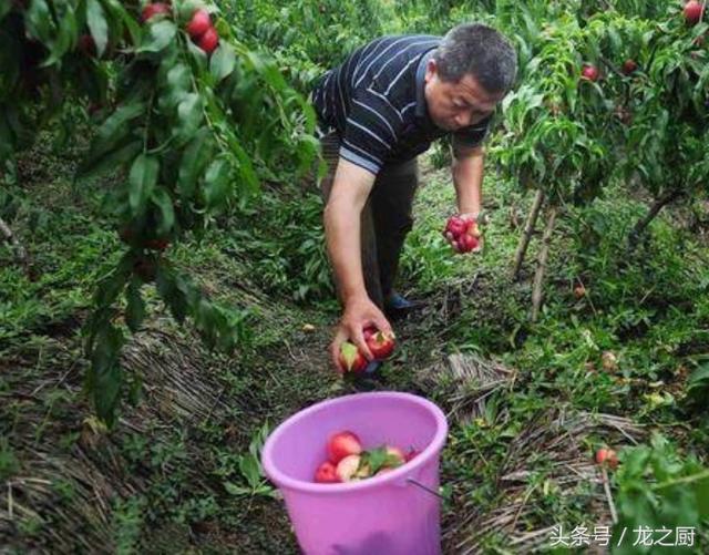 在这个丰收的季节，农民种植的油桃丢地里当肥料？