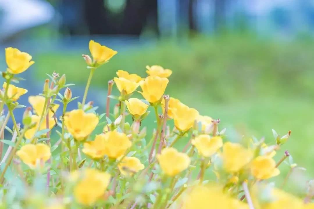 这植物叫啥名字？看心情呗