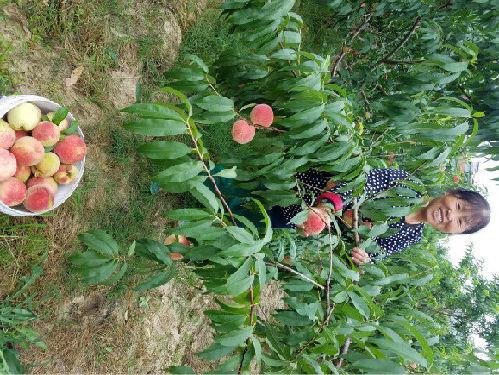 梁平安胜乡：特色种植助农增收