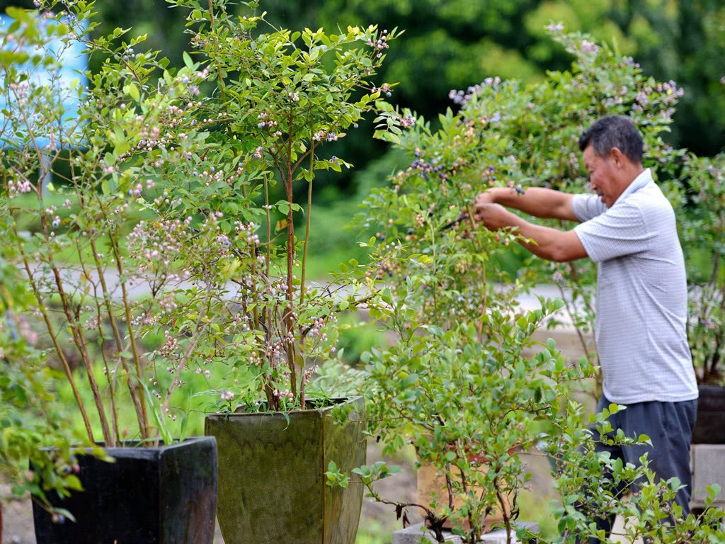 种蓝莓 我曾踩过3个坑 你就别踩了 记住就没有翻不过的坎哦