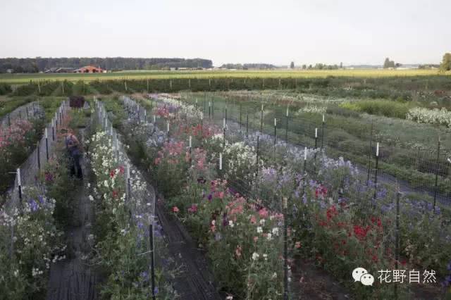 比拥有一家花店更棒的 是拥有一家鲜花农场