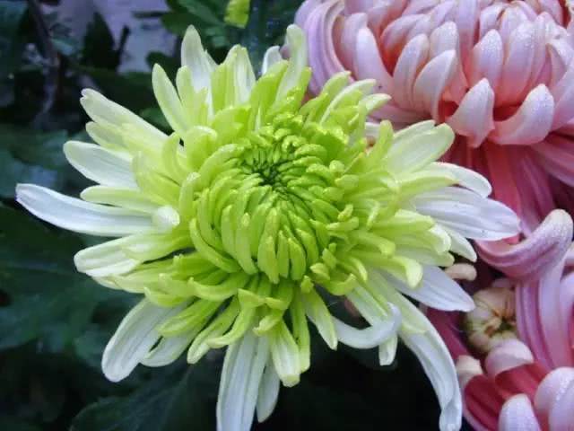 花艺师必知的17种花材 你都认识吗？