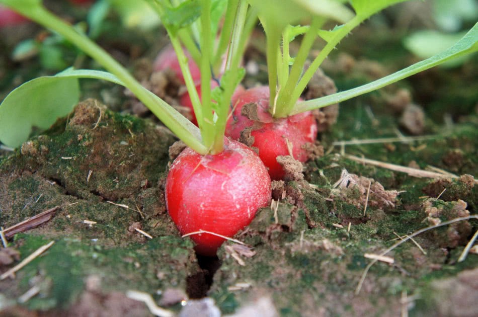 这种蔬菜叶子比根价值更高 用来做腌菜是一绝 丢掉实在是太可惜