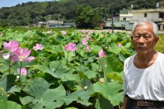 夏日风情新竹巨埔里600坪大贺莲观光新亮点
