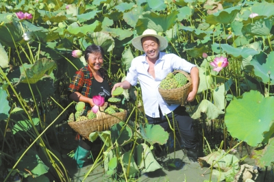 河南光山县罗传祥种植太空莲走上致富路