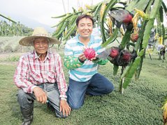 许哲荣高树“鸿旗有机休闲农场”红龙果甜美诱人