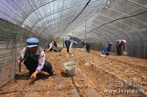 山葵经济价值高效益好山葵绿色栽培技术要点