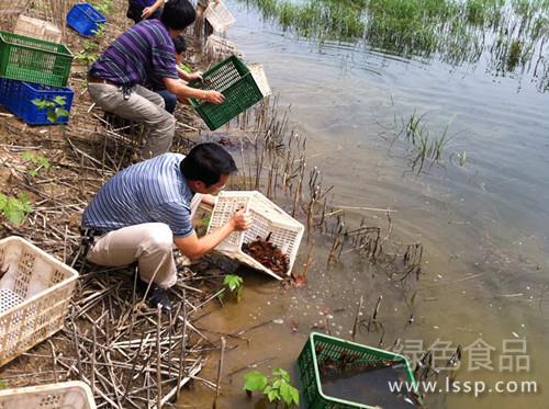 小龙虾身价倍增市场大如何放养淡水小龙虾