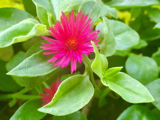 最好养的室内植物 扦插就能活 花叶俱美 四季开花 还可食用