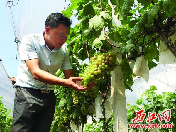 “折翼”音乐人筑梦在田园