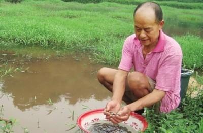 泸州“土专家”传经稻田养泥鳅