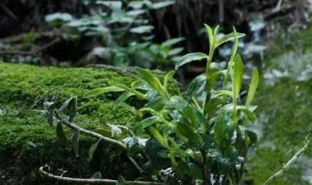 兰花配苔藓 清新又淡雅 苔藓种植有技巧 新手容易弄巧成拙