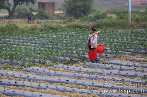 水涝易死秧肥多易烧根青椒露地栽培管理要点