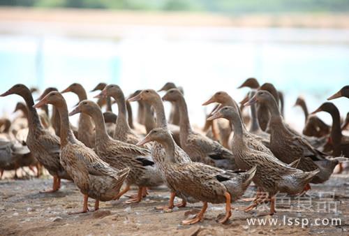 不同产蛋期营养需求不同种鸭不同产蛋期饲喂法