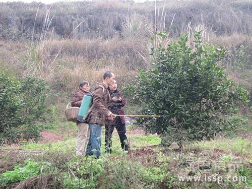 形成好树冠减轻病虫害甜橙冬管来年产量不减