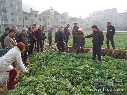 施肥培土灌水盖草摘早薹油菜防冻的五个措施