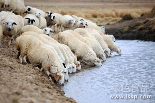 不能给羊喝冷水冰渣水冬季羊饮水的注意事项