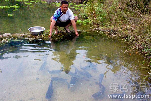 营养不平衡鸡粪养鱼弊端解决方法