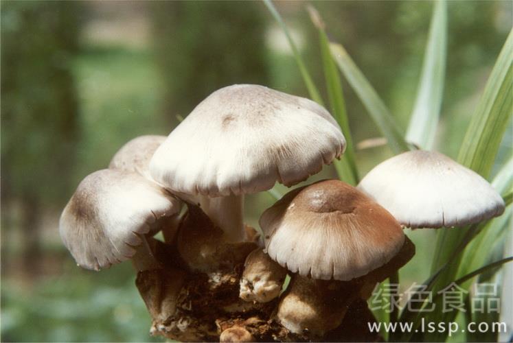 草菇大面积死菇怎么办？草菇死菇的防治措施