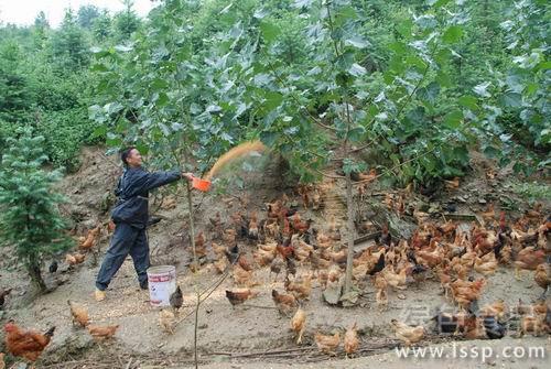 山上养鸡效益好，四点注意事项不可忽视