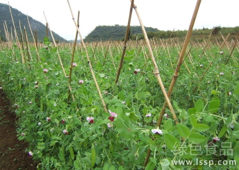 填补市场荷兰豆供应淡季高山荷兰豆的栽培技术