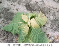 除草剂对烟叶产生药害怎么办？