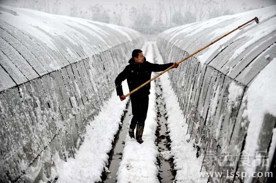 低温雨雪天气大棚温室蔬菜管理注意事项