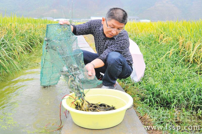 稻田里养泥鳅的方法及其防病措施