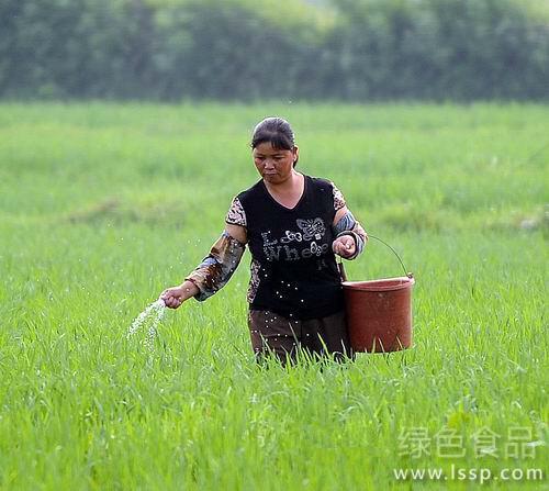 加强肥水防治病虫害九月搭好晚稻丰产苗架