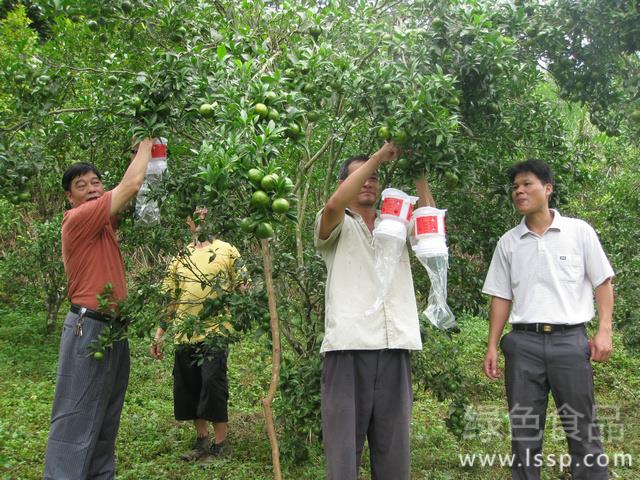 秋季柑桔壮果抽梢时期如何做好秋季柑桔管理