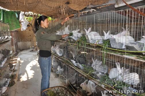 传播快死亡率高冬季养兔必须严防瘟病