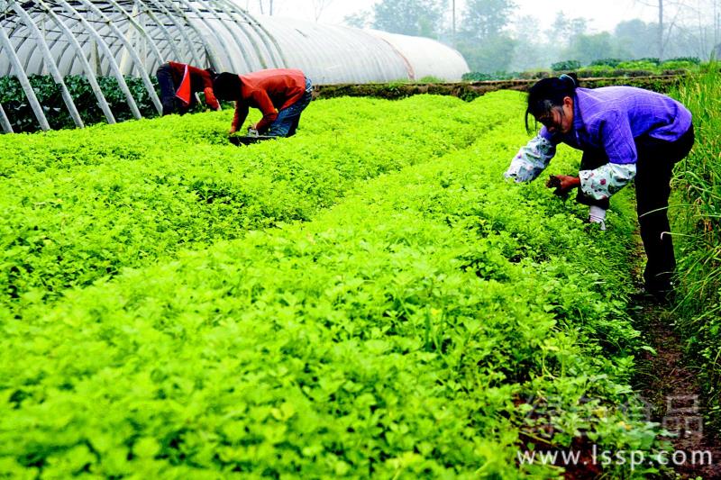 越冬蔬菜雨雪过后如何采取补救措施