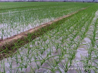 科学种植掌握五个方法可使大蒜早出苗