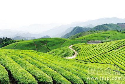 无污染纯天然有机茶种植栽培技术简介