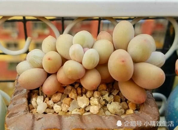 多肉植物盆土铺面 你以为只是为美观这么简单？其实还有7大好处