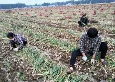 三年一大涨 两年一大跌 大蒜市场周期律今年是否还会延续？