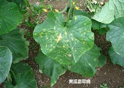 黄瓜栽培技术：黄瓜种植要防治哪些病害？