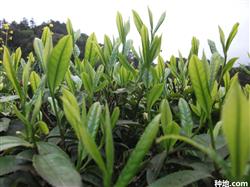 种植无公害茶叶要注意什么？