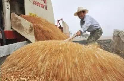 小麦近期虽然回稳 但后期有望继续上涨 有存粮的农户可以在等等