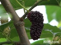 水果型果桑种植要注意什么？