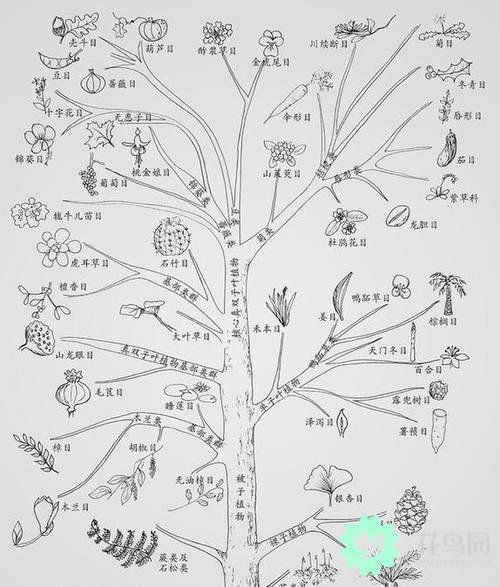 植物进化树：亿万年的植物族谱